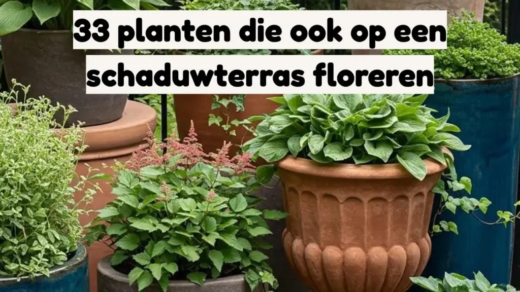 Diverse planten in potten, perfect voor een schaduwterras. Inspiratie voor 33 schaduwplanten.