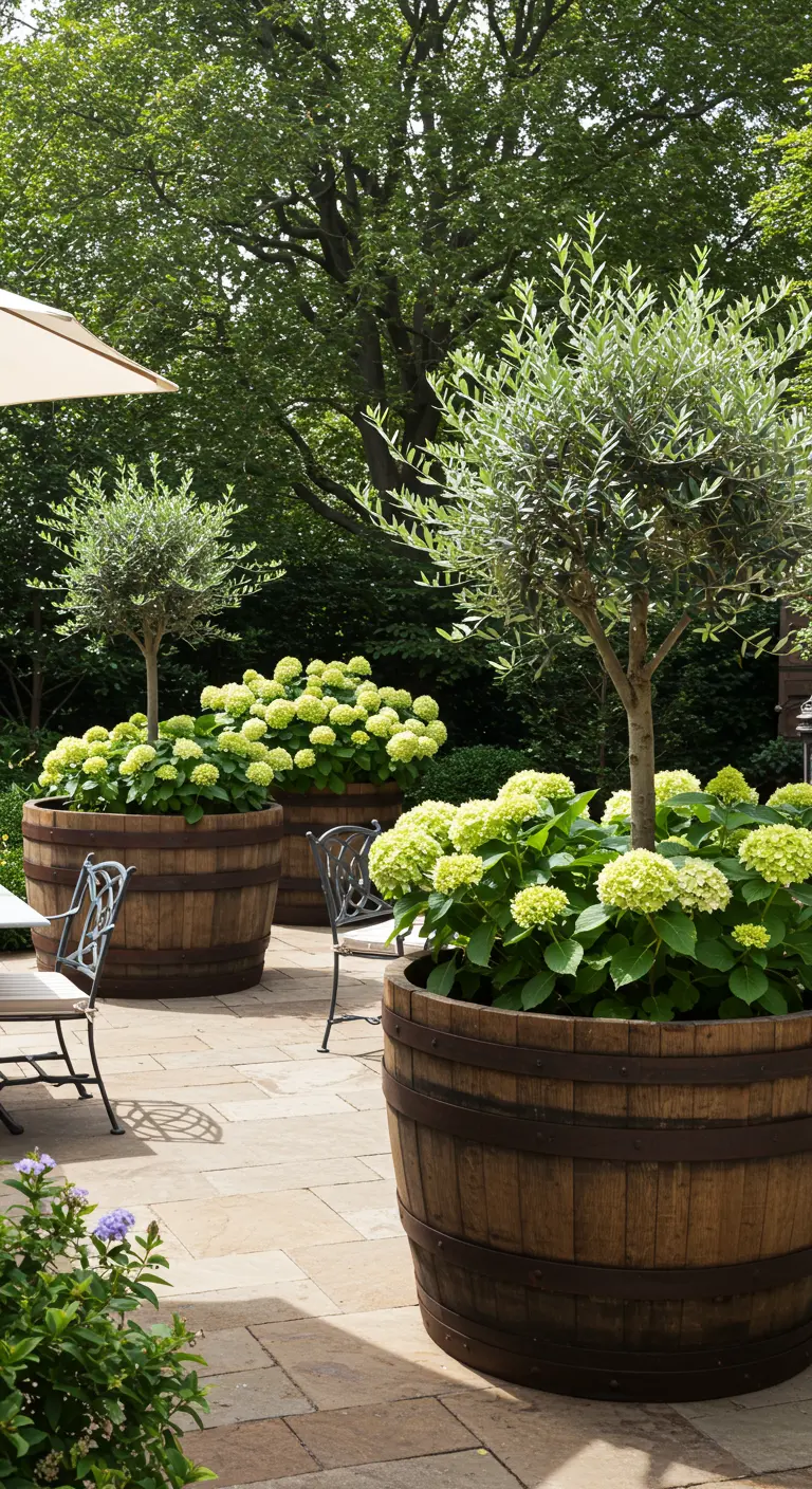 Grote houten wijnvaten met daarin olijfbomen en groene planten op een patio.