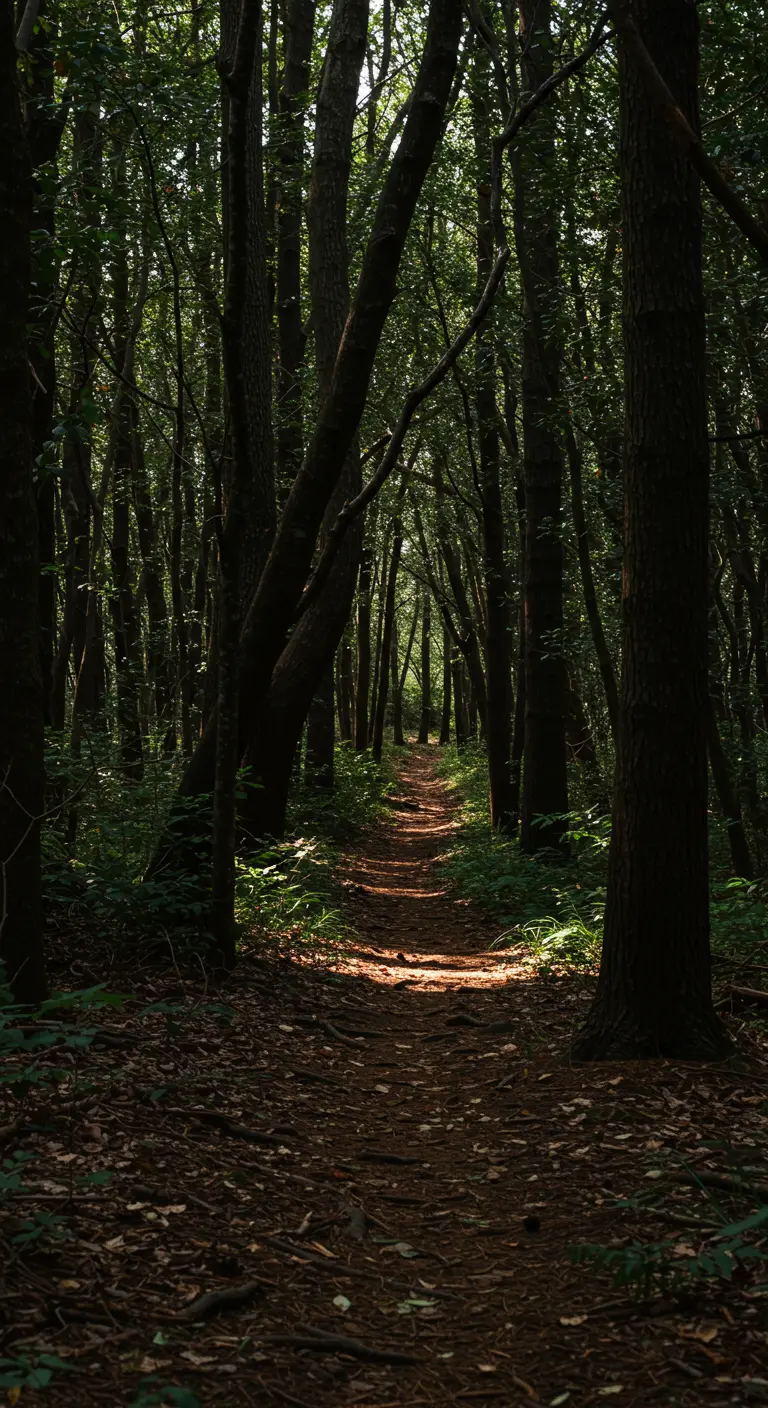 Donker bospad bedekt met bladeren, waar zonnestralen door de bomen schijnen.